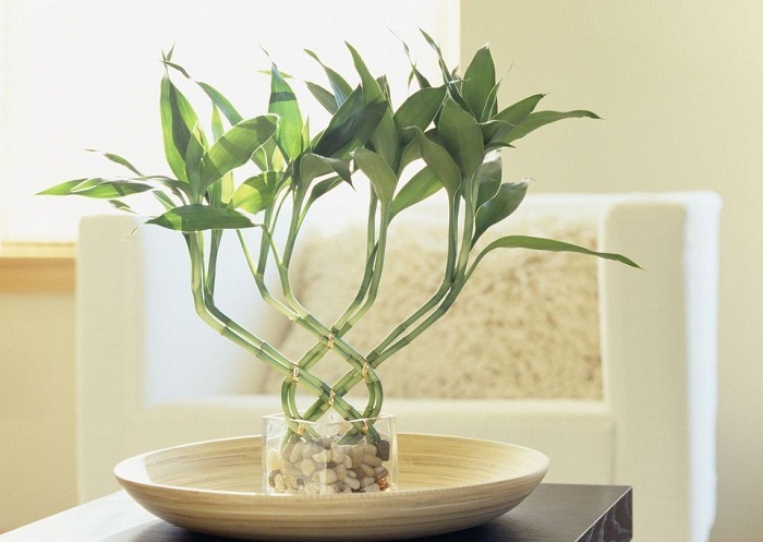 cây xanh trồng trong nhà